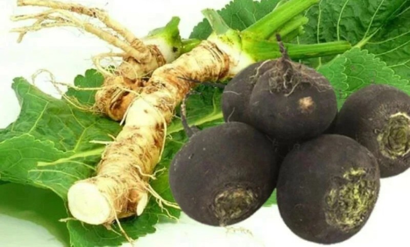 Create meme: sowing radish (garden radish), black radish, Horseradish roots