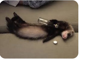 Create meme: funny ferrets, a domestic ferret, ferret