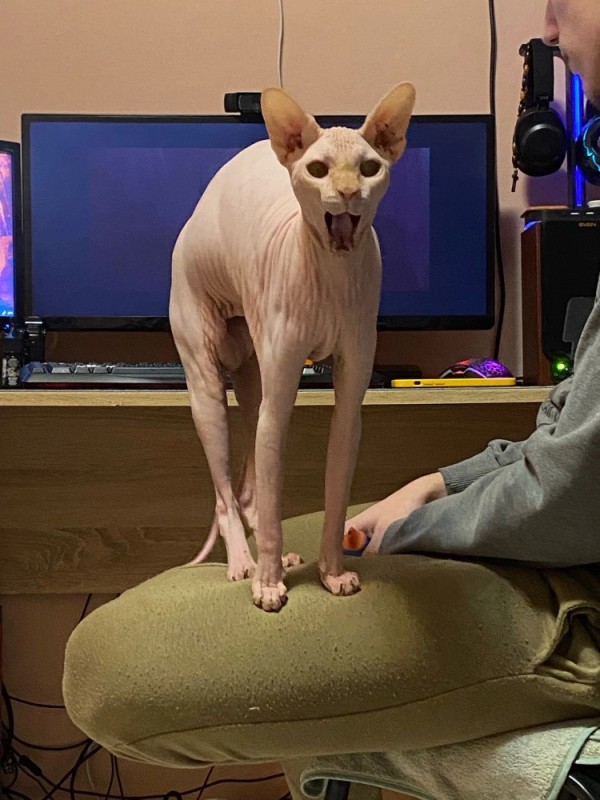 Create meme: Sphinx , cat Sphynx, Sphynx 