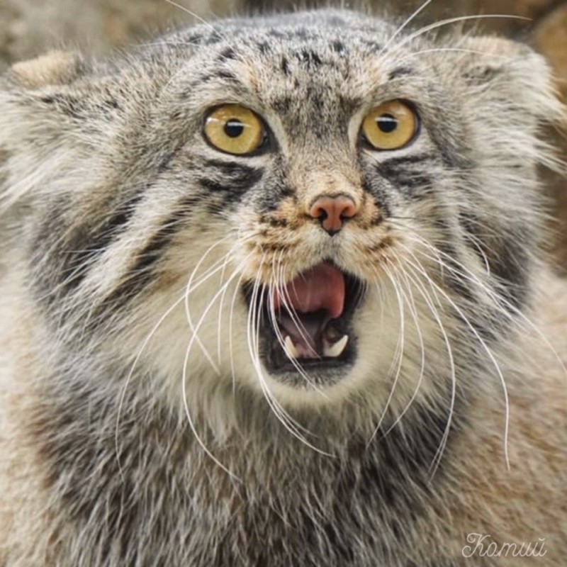 Create meme: manul , animal manul, manul shlepa