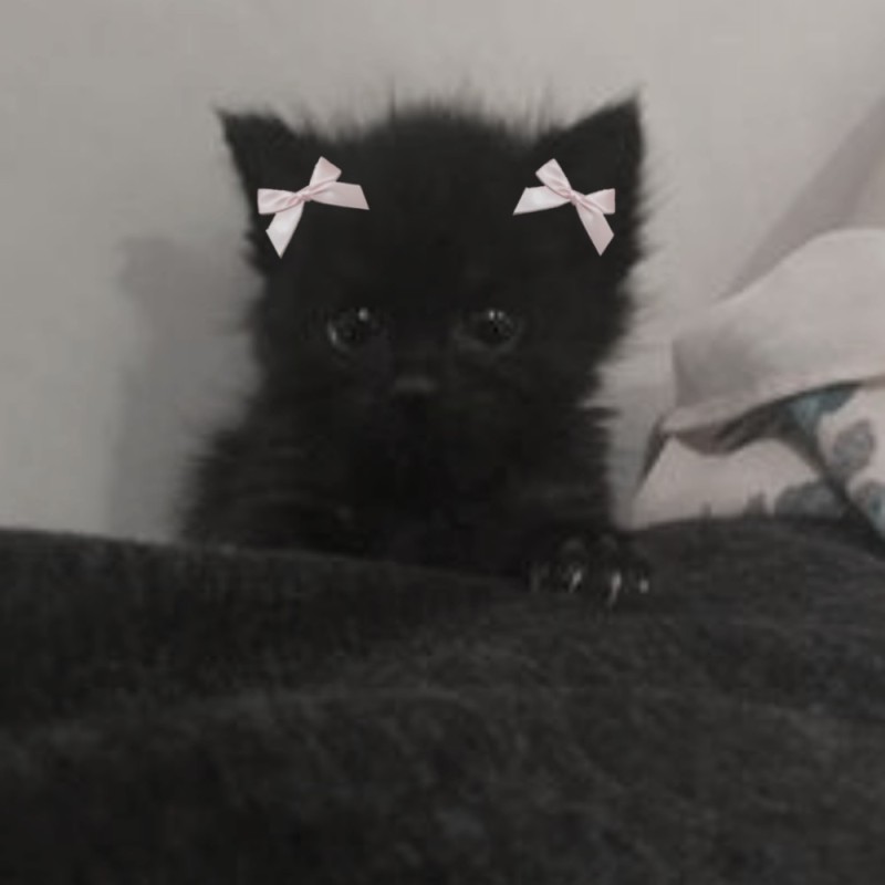 Create meme: fluffy black kitten, the kitten is black, cute black kitten