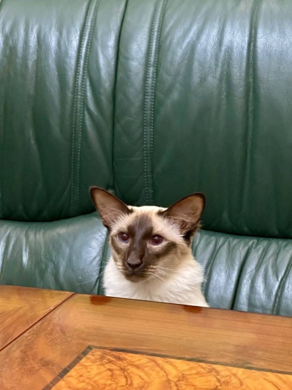 Create meme: siamese cat breed, Siamese cat , Siamese oriental cat