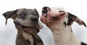 Создать мем: немецкий дог, собака, фотки смешной собаки дога