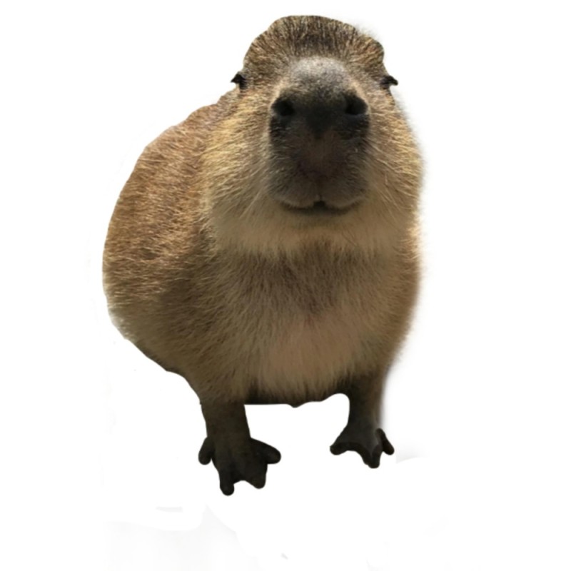 Create meme: capybaras , capybara on a transparent background, capybara background