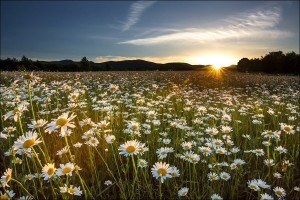 Create meme: daisies in the field