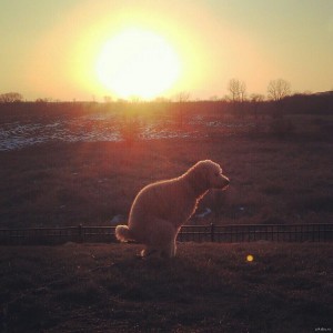 Create meme: dog at sunset