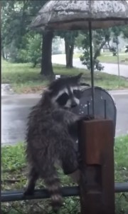 Create meme: raccoon, raccoon and rain, sad raccoon