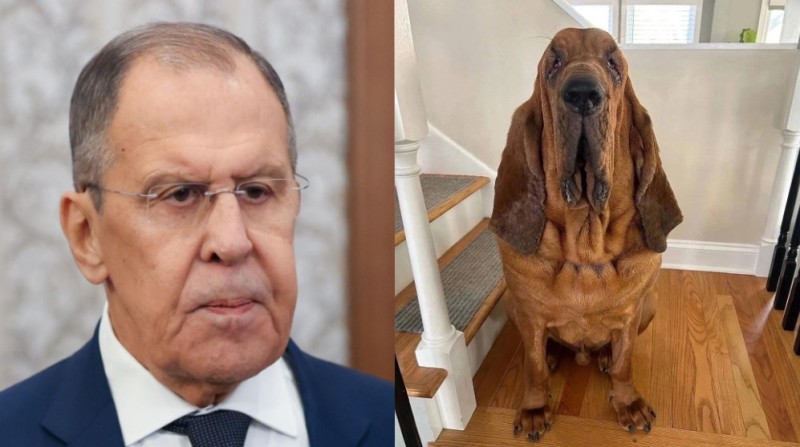 Create meme: Sergei Lavrov , bloodhound dog, breed of bloodhound dogs