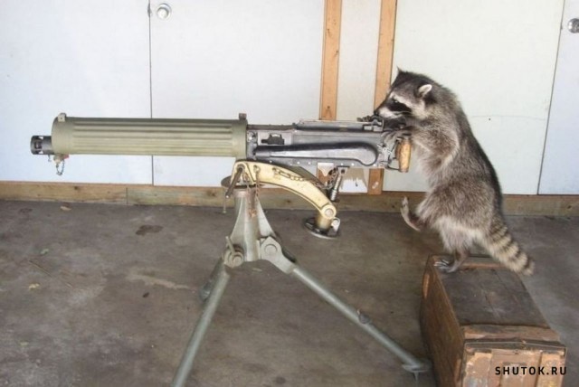 Create meme: A raccoon with a gun, A raccoon with a gun, Dangerous raccoon