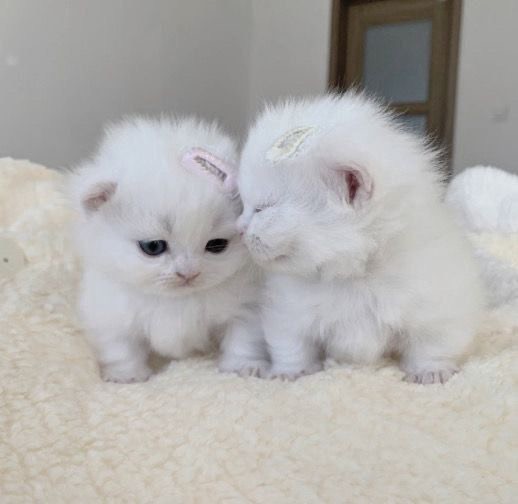 Create meme: fold kittens, british white kitten, seals 