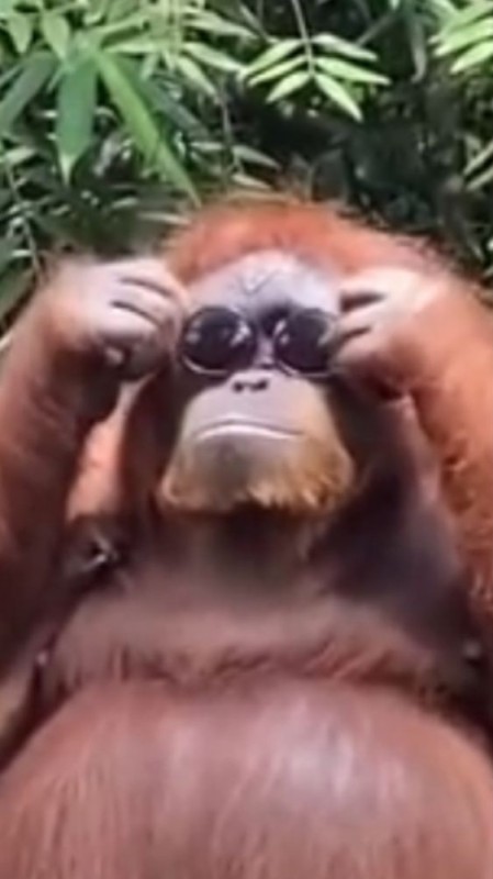 Create meme: orangutan album, the orangutan is funny, An orangutan with glasses