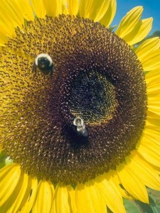 Создать мем: подсолнечник лг 5580, подсолнечник - helianthus annuus, подсолнечник