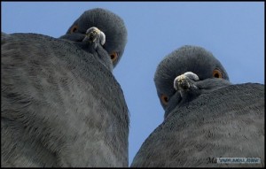 Create meme: Pigeons