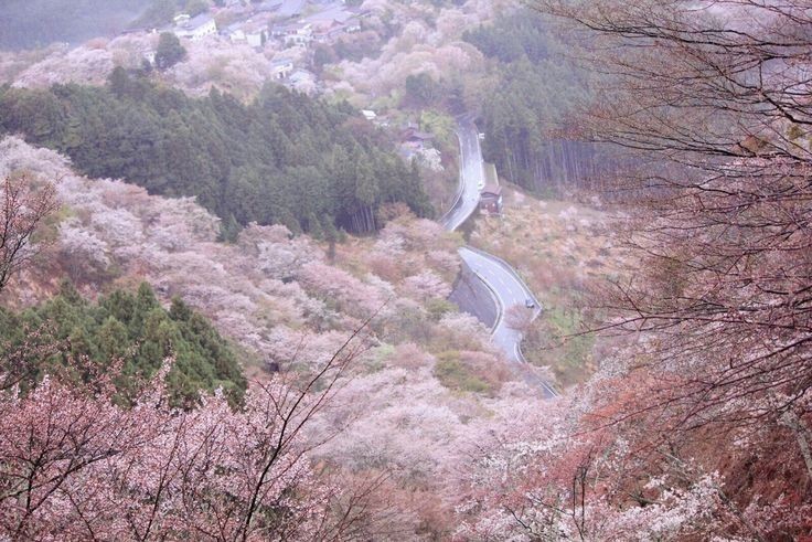 Create meme: Mount Yoshino (Japan), Strelnaya gora Samara region path, Mount Yoshino Japan