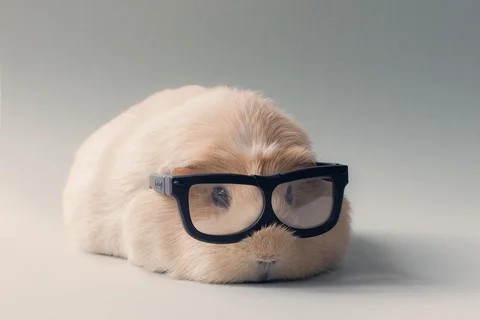 Create meme: bubu guinea pig, A hamster with glasses, Cute animals with glasses