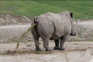 Create meme: Rhino animal, Sumatran Rhino, white Rhino