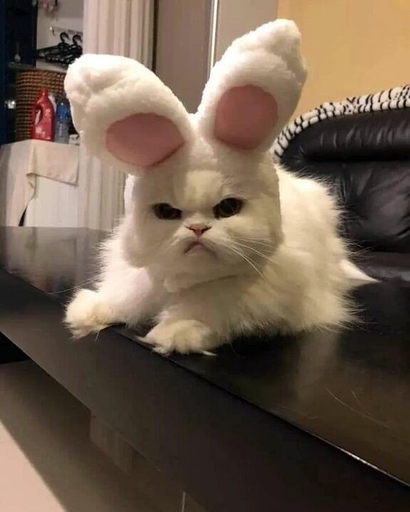 Create meme: the cat with the ears of a hare, rabbit cat, evil rabbit