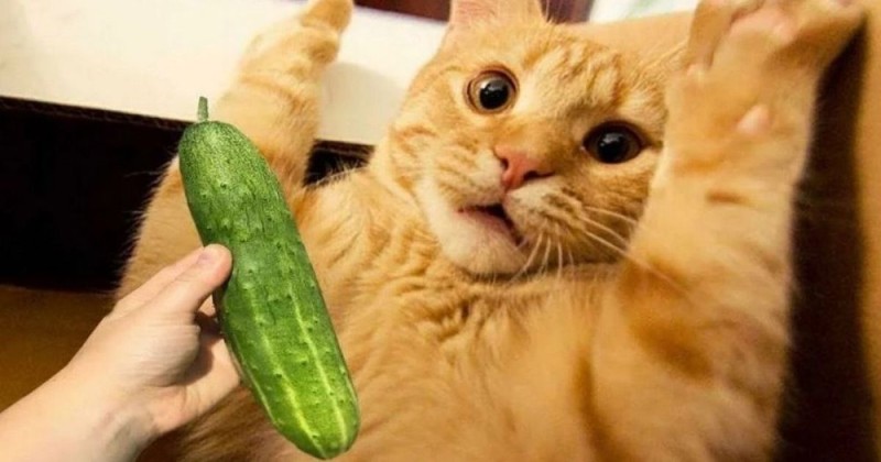 Create meme: cat , cats are afraid of cucumbers, funny cat with cucumber