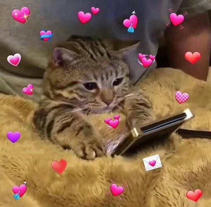 Create meme: cats with a phone, cat , cute cats with hearts