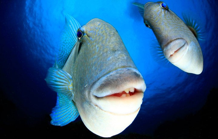 Create meme: asian sheep-headed guban fish, The guban Napoleon fish, sheep-headed guban is a marine fish