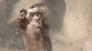 Create meme: River Otter, otter, animated otter