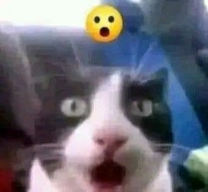 Создать мем: кот в шоке гифка, котик в шоке, шокированный кот