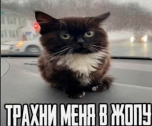 Create meme: seals, meme cat, cat meme