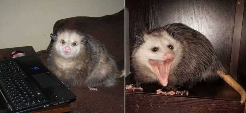 Create meme: screaming possum, the possum screams, possum screaming meme