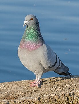 Create meme: pigeons doves, light blue pigeon, pigeon bird 