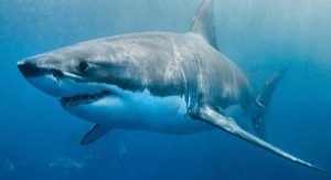 Создать мем: документальный, акула людоед, большая акула мегалодон