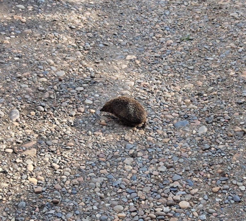 Create meme: hedgehog hedgehogs, hedgehog by the scruff of the neck, the old hedgehog