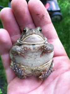 Create meme: bloated frog, frog, toad is