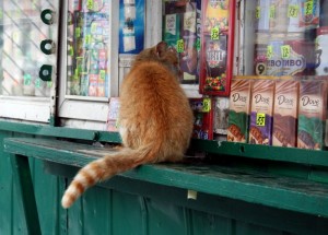 Create meme: cat has gone, the cat in the shop pictures, kiosk