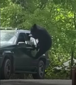 Create meme: greeting bear by the car, machine unusual, machine