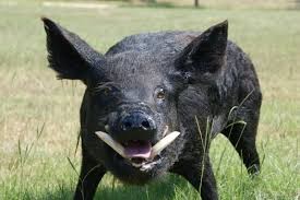 Создать мем: черная свинья, кабан с клыками, дикий кабан с клыками