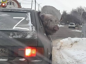 Create meme: car, boar, pig