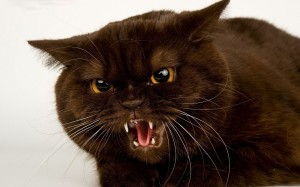 Create meme: cat, angry cat, evil cat