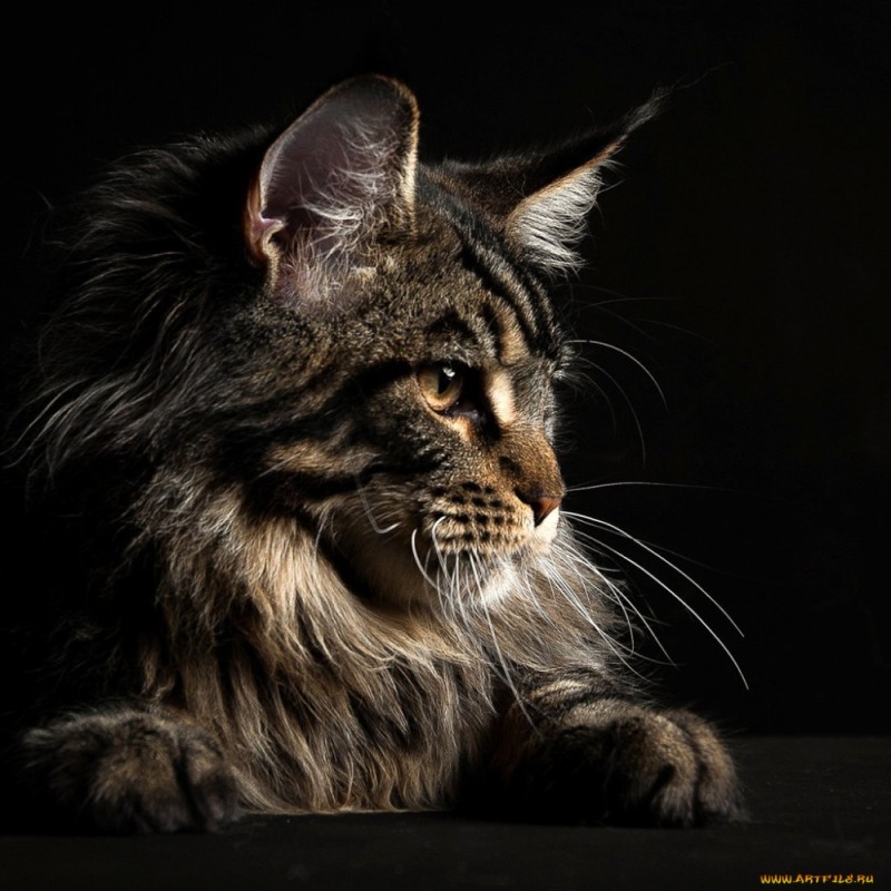 Create meme: maine coon, black marble maine coon, the Maine Coon cat