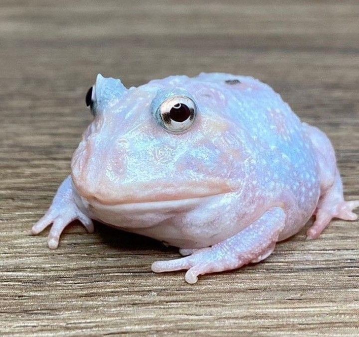 Create meme: toad , blue australian tree frog, desert toad