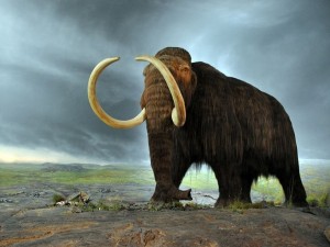 Create meme: the dwarf mammoth, mammoth, the woolly mammoth