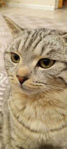 Создать мем: кот серый, коты, британская короткошерстная кошка