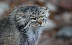 Create meme: manul, cat manul