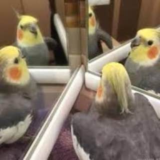 Создать мем: мем попугай смотрит в зеркало, попугай смотрит в зеркало, корелла серый