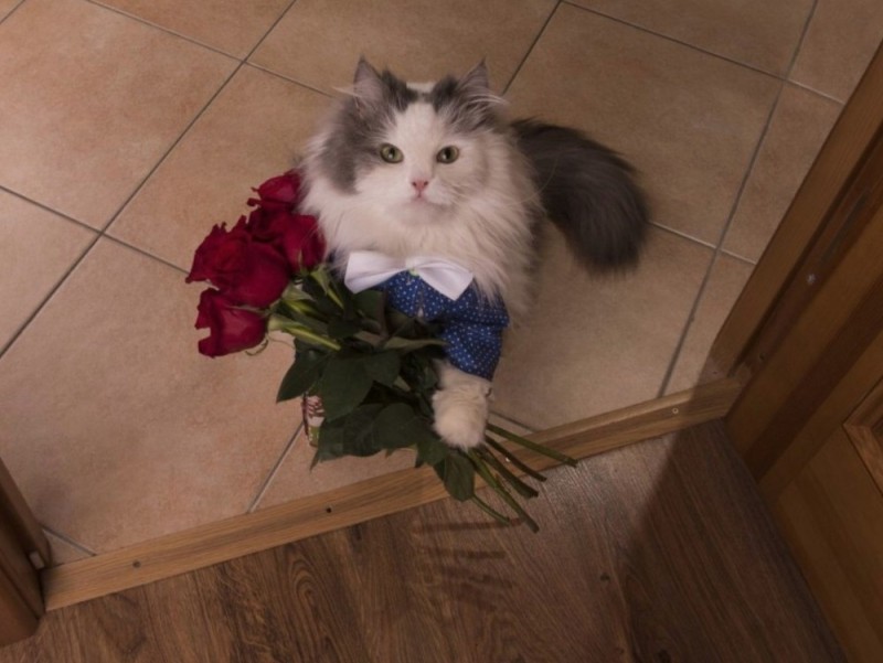 Create meme: kitten with a bouquet of flowers, cat with a bouquet, cat with a bouquet of flowers