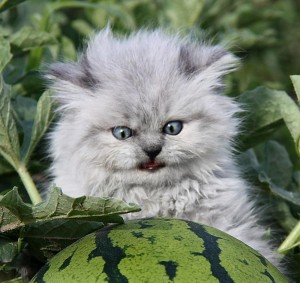 Create meme: evil kitty with a watermelon, cat and watermelon, kitten and a watermelon