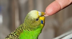 Create meme: budgie green, budgie, wavy parrot