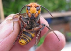 Create meme: hornet ordinary, the giant Asian hornet, hornet Crimean