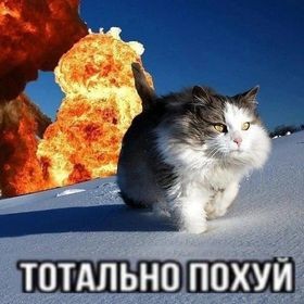 Create meme: the explosion , cat , cat explosion