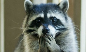 Create meme: a gargle, raccoon animal, animals raccoon