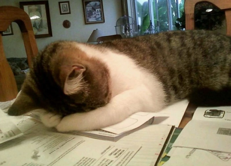 Create meme: a cat tired of studying, tired cat , tired cat